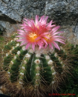 Notocactus purpureus